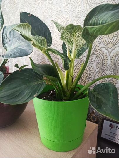 Филодендрон биркин