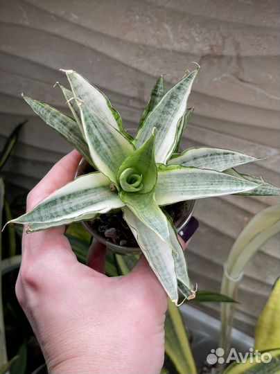 Сансевиерия вариегатная Gabriella White