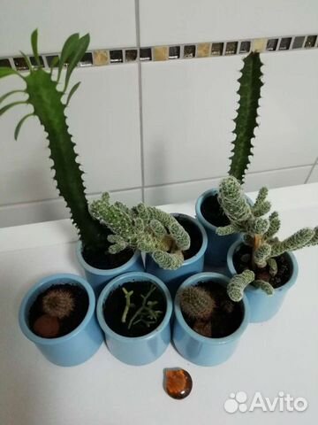 Кактус в керамическом горшке