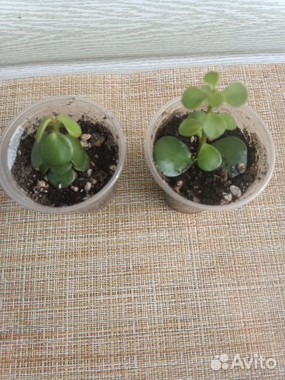 Суккуленты