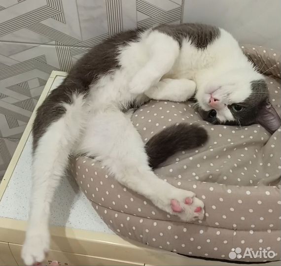 Самсон Котёнок 9 месяцев кастрированный