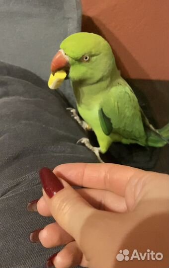 Попугай индийский кольчатый