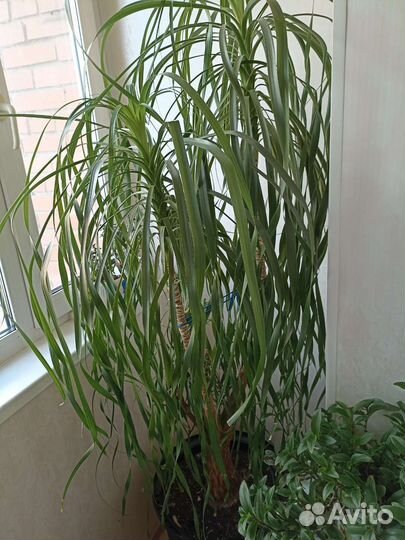 Бокарнея нолина