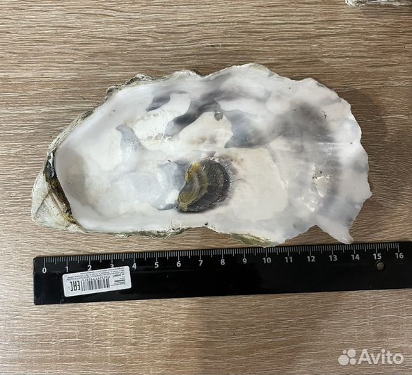 Ракушка устричная, раковина гребешка