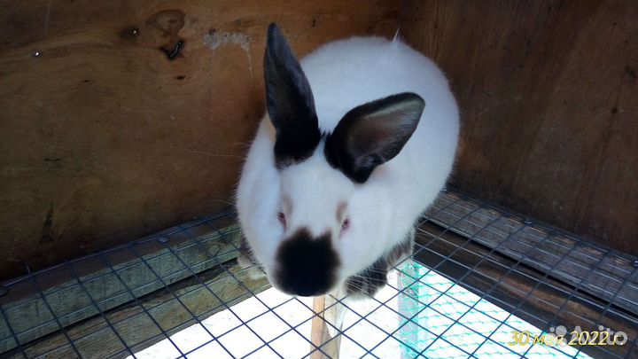 Калифорнийские кролики