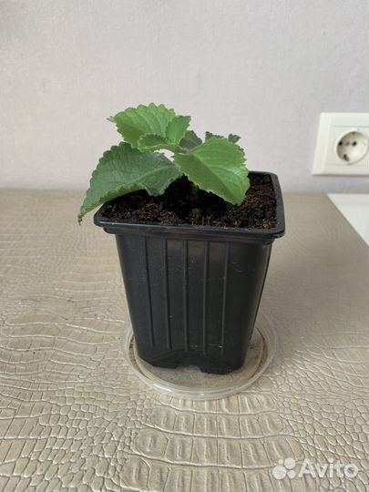 Комнатная мята