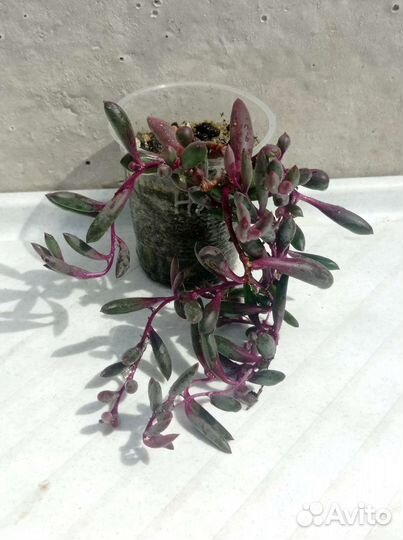 Крестовники разные виды