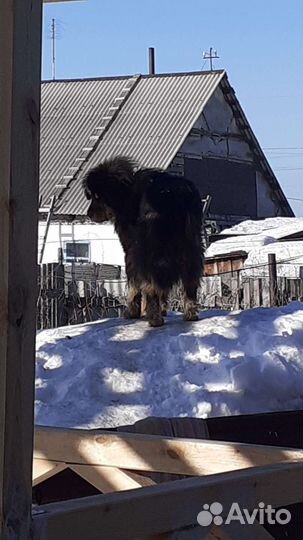 Тибетский мастиф вязка
