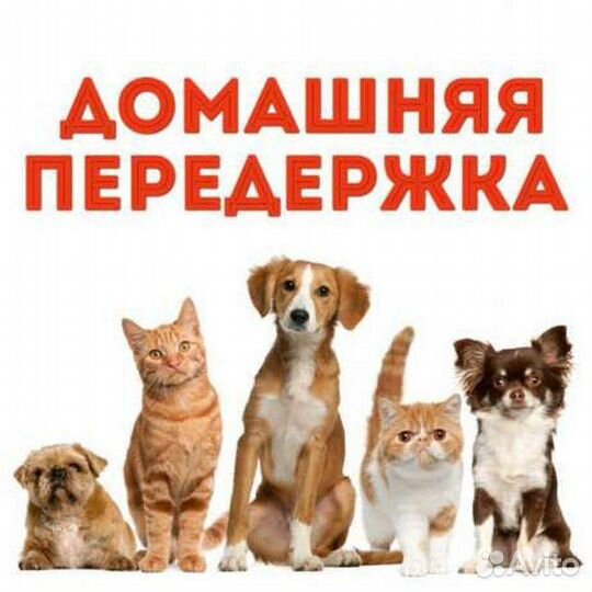 Передержка кошек