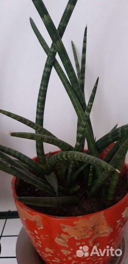 Сансевиерии разные