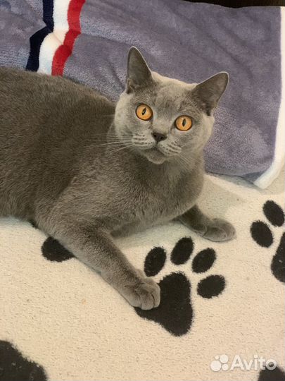 Кошка британка