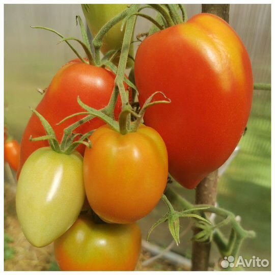 Семена томатов