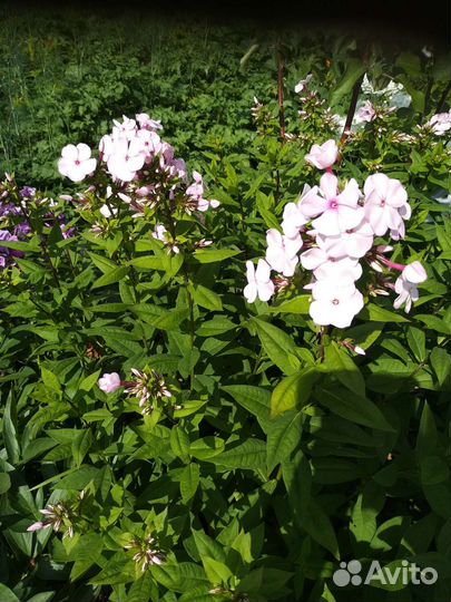 Флоксы многолетние