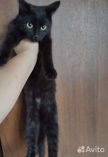 Котята подростки