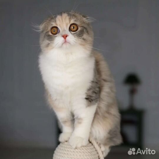 Элитные котята из Питомника
