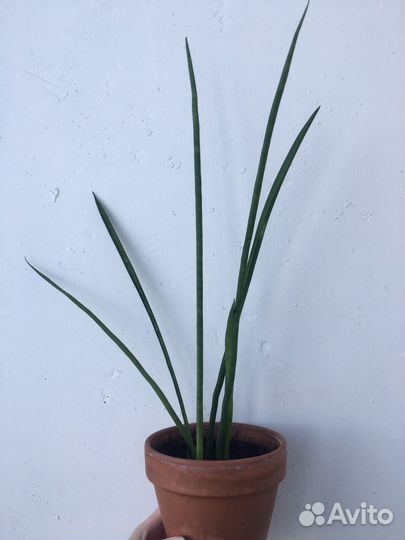 Сансевиерия цилиндрика разные сорта