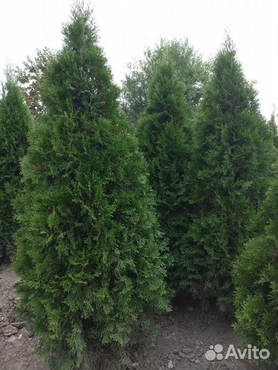 Туя Смарагд