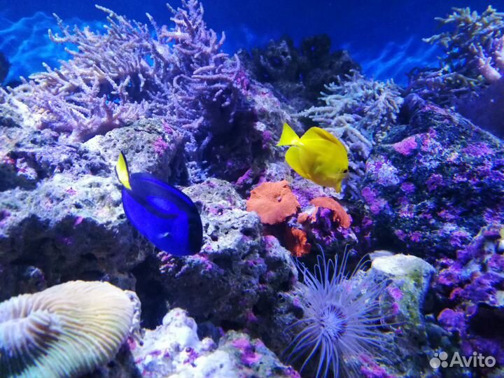 Чистка и обслуживание аквариумов.Срочный выезд