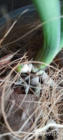 Детка орхидеи ванда