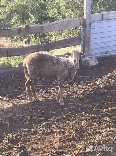 Овцы бараны ягнята