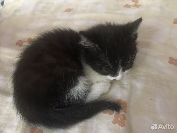 Отдам котенка в добрые руки