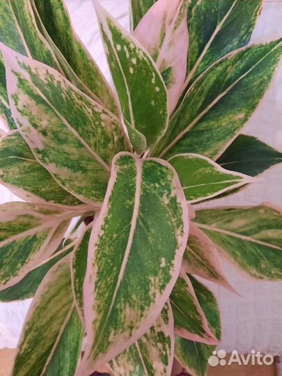 Аглаонемы:Мадонна,Король сиам