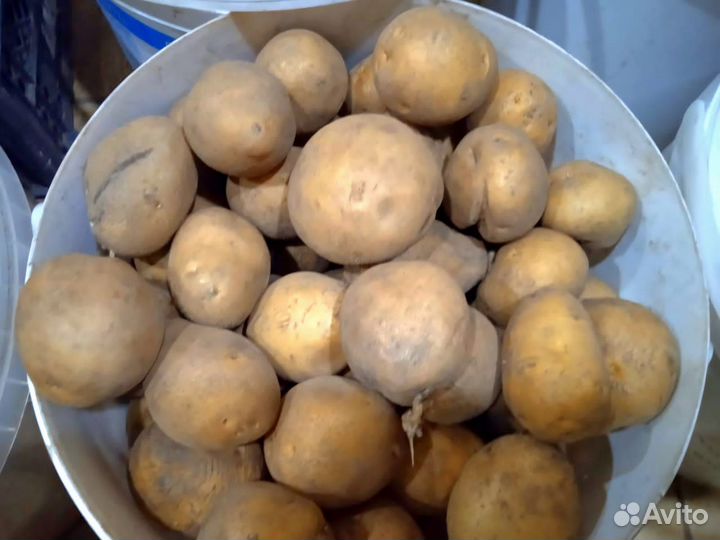 Семенной картофель