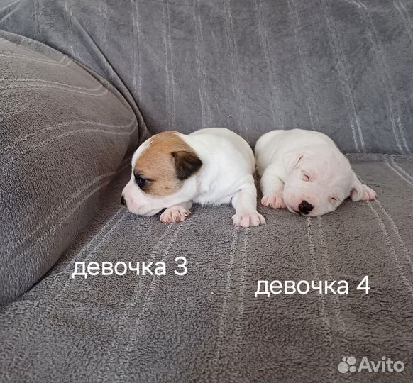 Щенки джек Рассел терьер гладкошерстный
