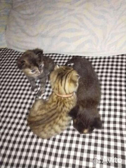 Котята бесплатно