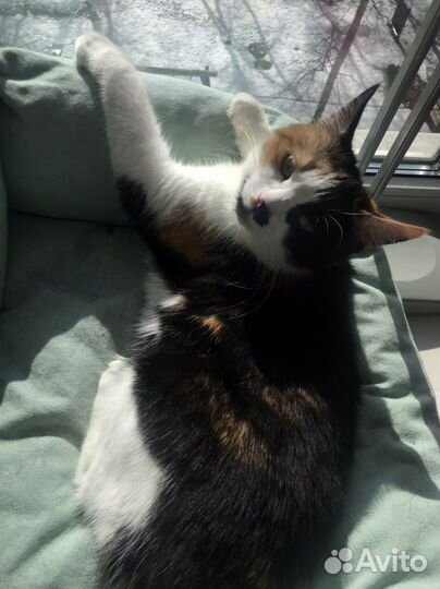 Трехцветная кошка