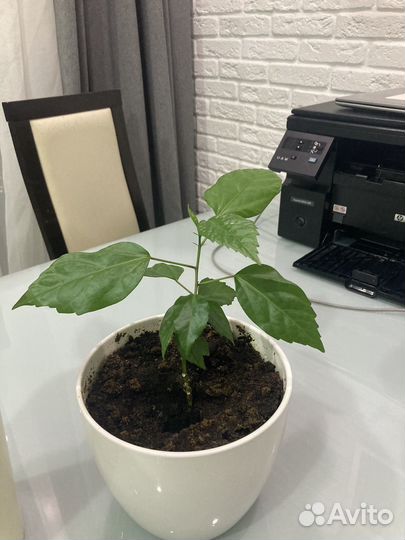 Роза гибискус