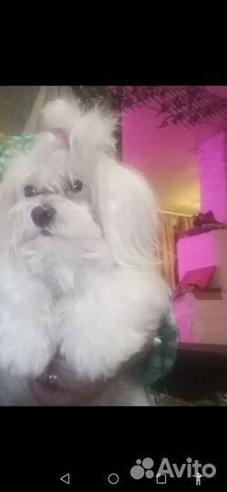 Мальтийская болонка