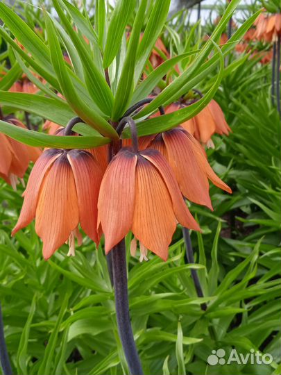 Рябчик императорский оранжевый луковица