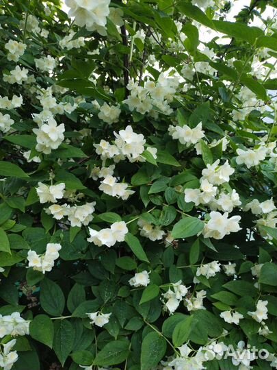 Жасмин многолетний