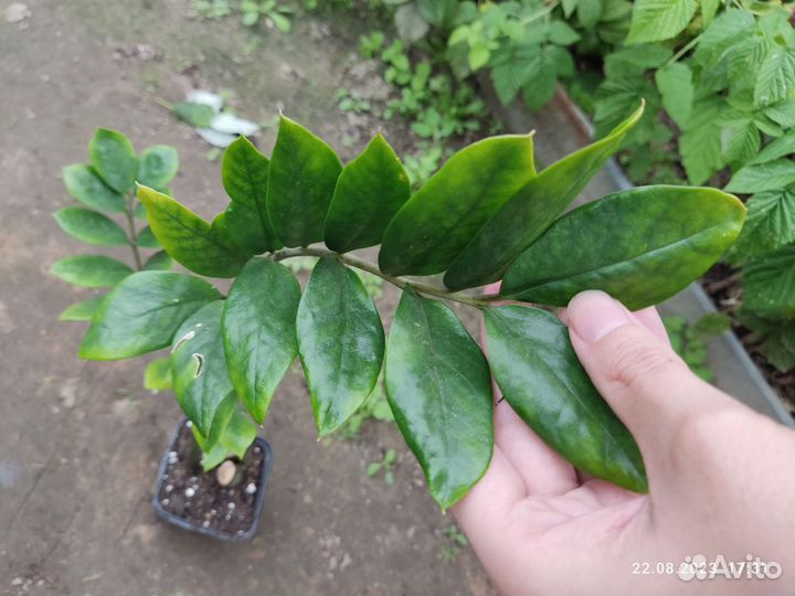 Замиокулькас