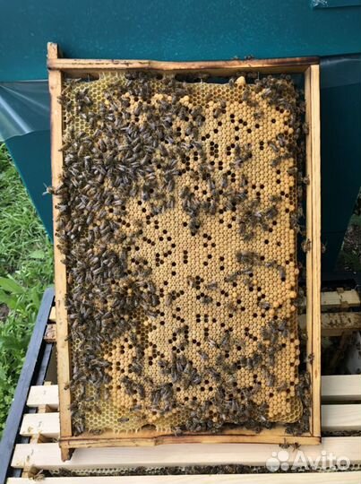 Пчелопакеты 3+1, Бакфаст f1 с ящиком для перевозки