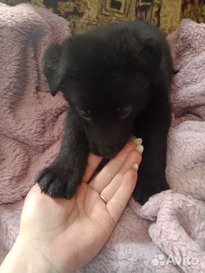 Восточноевропейская овчарка