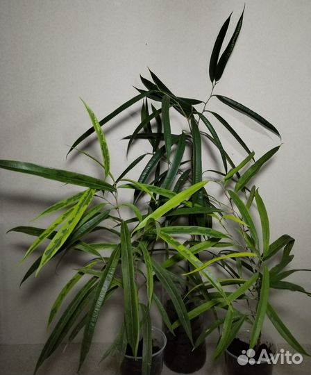 Фикус биннендийка Али, Амстел Голд, Грин Голд