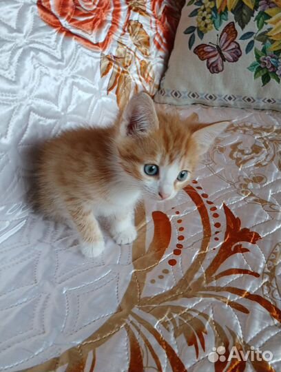 Котенок девочка бесплатно