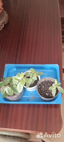 Мирт крупнолистный вариегатный, эхмея, гемантус