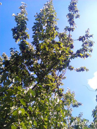 Кизил саженцы