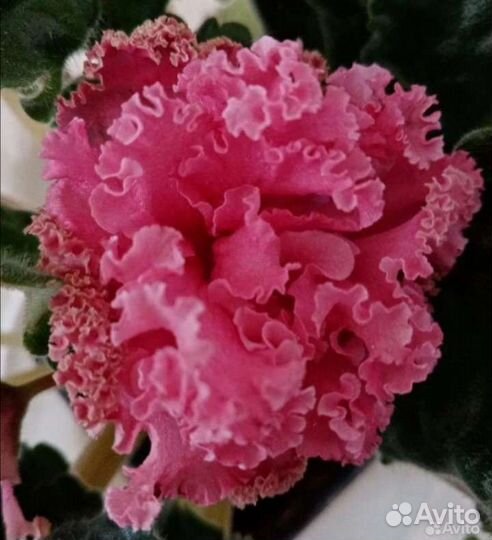 Детки фиалок