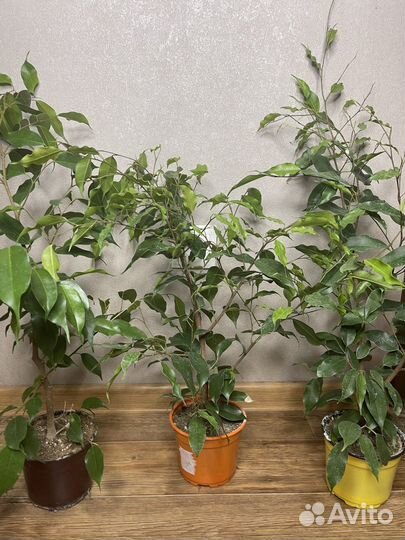 Фикус бенжамена комнатные растения