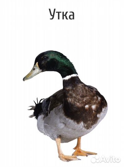 Охота на водоплавающих