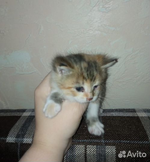 Котята(мальчик и девочка) в добрые руки бесплатно