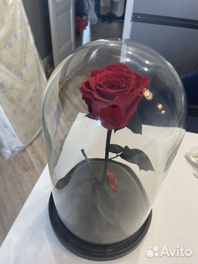 Вечная роза в колбе