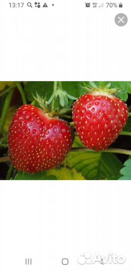 Рассада клубники