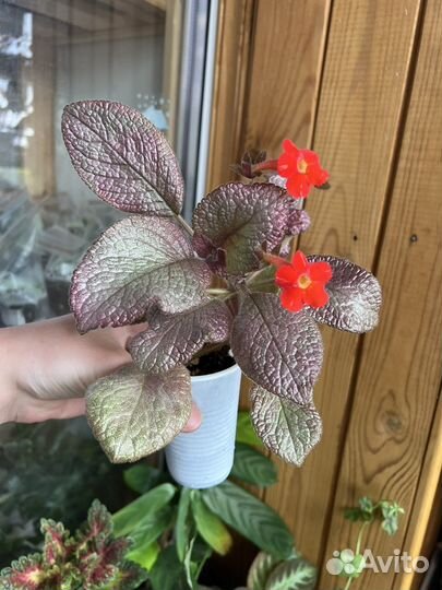 Сортовые эписции