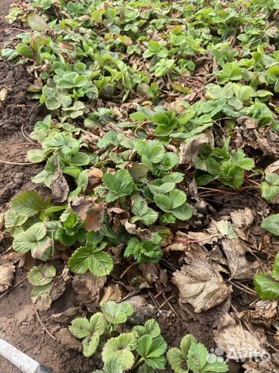 Клубника разных сортов