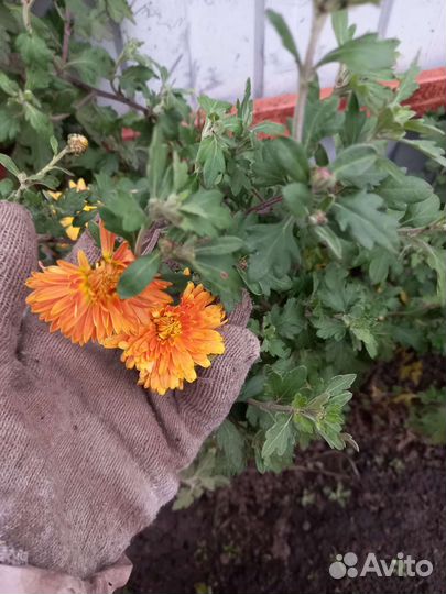 Хризантемы